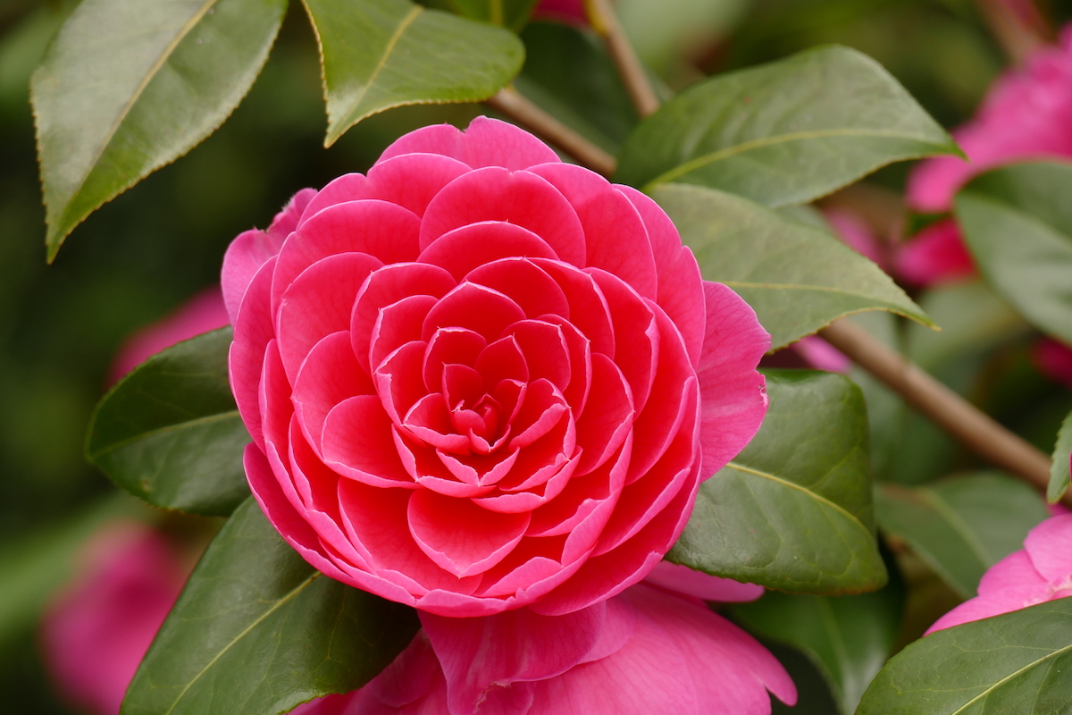 x williamsii 'Jean Claris